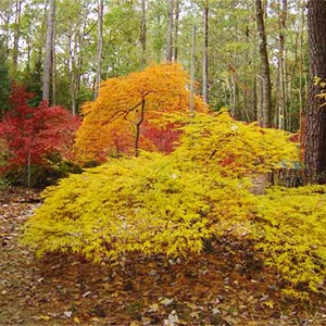 Ash's Japanese Maple Nursery